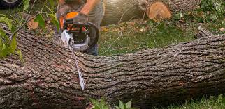 Lawn Watering Services in El Cerro, NM