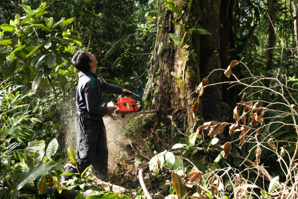 Best Arborist Consultation Services  in El Cerro, NM