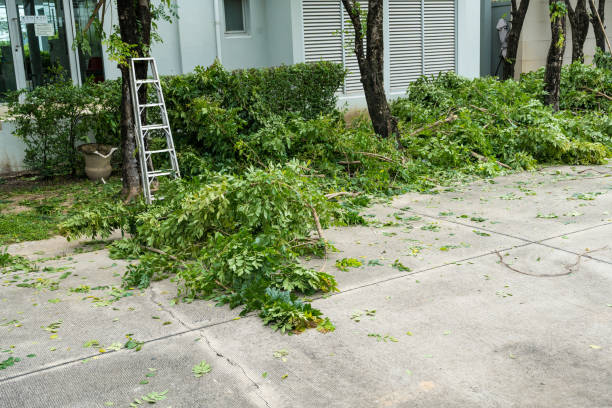 Best Hazardous Tree Removal  in El Cerro, NM