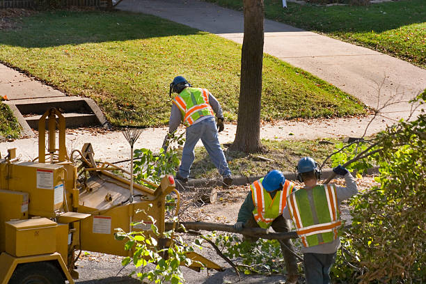 Best Tree Maintenance Programs  in El Cerro, NM