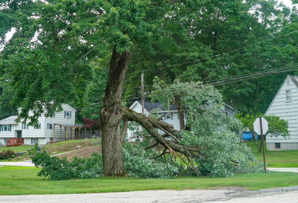 Best Storm Damage Tree Cleanup  in El Cerro, NM