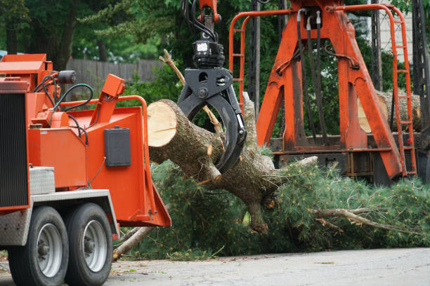 Best Utility Line Clearance  in El Cerro, NM