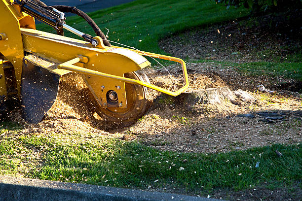 Best Commercial Tree Services  in El Cerro, NM