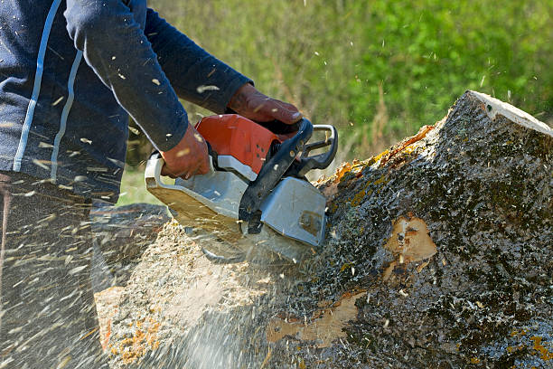 Best Lawn Grading and Leveling  in El Cerro, NM
