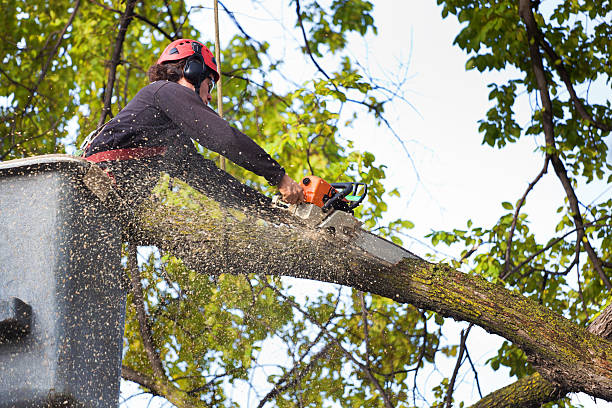 Best Tree Trimming and Pruning  in El Cerro, NM