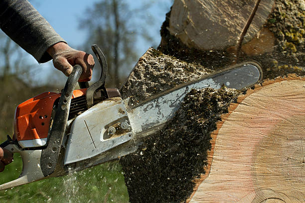 Best Pest Control for Lawns  in El Cerro, NM