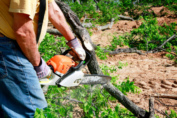 Best Tree Health Inspection  in El Cerro, NM