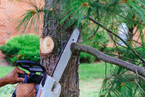 Best Lawn Pest Prevention  in El Cerro, NM